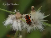 Glasvleugelwantsen [Rhopalidae]